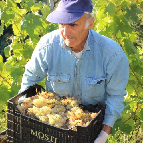 Vini Calevro – Candia – Viticoltura estrema – 38 Vini Calevro - Candia - Viticoltura estrema - 38